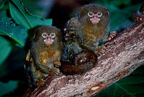 Pygmy marmosets {Callithrix pygmaea} captive from Amazon Basin South America