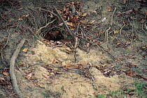 Fossa in burrow {Cryptoprocta ferox} Western Dry Forest, Madagascar