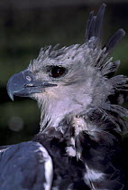 Harpy eagle portrait captive {Harpia harpyja} Georgetown Zoo Guyana