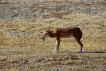 Simien jackal eating rodent {Canis simensis} Bale mtns NP Ethiopia