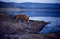 Male Bengal tiger beside lake {Panthera tigris tigris} Ranthambhore NP Rajasthan