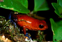 Strawberry poison arrow frog {Drobatese pumilio} Costa Rica