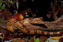 Columbian red-tailed Boa constrictor {Constrictor constrictor} captive