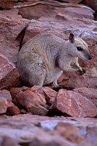 Short eared rock wallaby Kimberley race Western Australia {Petrogale brachyotis brachotis}