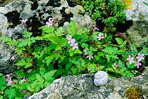 Herb robert {Geranium robertianum} Lancashire, England, UK