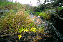 Common butterwort {Pinguicula vulgaris} Scotland, UK, June