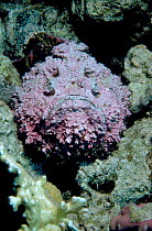 Stonefish {Synanceja verrucosa} Red Sea Egypt Middle East