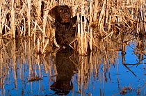 Brown / Chocolate Labrador retriever in wetland ready to retrieve USA