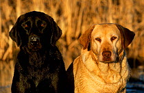 Two Labrador retriever dogs Golden and Black - breed colour variation