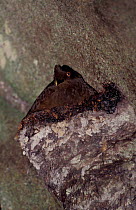 Guianan Cock of the Rock female nesting on cliff face {Rupicola rupicola} Guyana Iwokrama Reserve