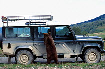 European Brown bear investigates jeep {Ursus arctos} Transylvania Romania