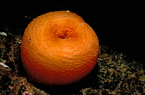 Dahlia anemone, tentacles withdrawn {Tealia felina} Josenfjord, Norway
