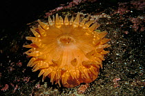 Dahlia anemone tentacles open {Tealia felina} Josenfjord, Norway