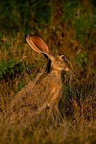 Black tailed jack rabbit {Lepus californicus} Texas USA