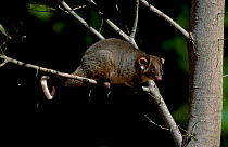 Common ringtail possum {Pseudocheirus peregrinus} Tasmania Australia