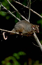 Common ringtail possum {Pseudocheirus peregrinus} Tasmania Australia