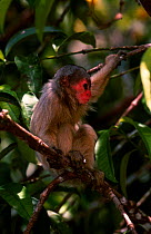 White uakari monkey C {Cacajao calvus calvus} Mamiraua Brazil