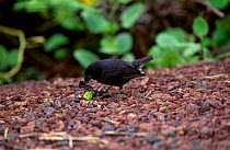 Large ground finch feeding on fruit {Geospiza megnirostris} Santa Cruz Is Galapagos Darwin