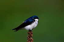 Tree swallow {Tachycineta bicolor} Long Is New York USA
