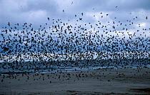 Tree swallow flock migrating {Tachycineta bicolor} Cape May New Jersey USA