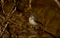 Tufted titmouse {Parus bicolor} Long Is New York USA