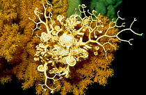 Basket star on coral {Gorgonocephalus caputmedusae} Trondheimsfjord, Norway
