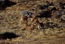Simien jackals / Ethiopian wolf greeting {Canis simensis} Bale Mountains Ethiopia