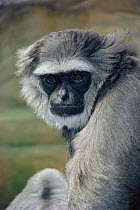 Face portrait of Moloch / Silvery gibbon {Hylobates moloch} captive, occurrs Java. Critically Endangered