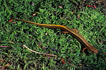 Adult Two lined salamander {Eurycea bilineata} Maryland USA