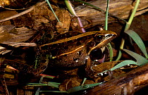 Male Mascarene frog in breeding pool {Ptychadena macareniensis} Mauritius