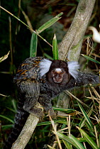 Common marmoset in tree C {Calllithrix jacchus} found in North East Brazil S America