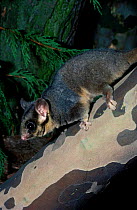 Male Leadbeaters possum {Gymnobelideus leadbeateri}  occurs Australia Victoria State