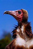 Female Hooded vulture C {Necrosyrtes monachus} occurs in E and S Africa