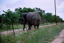 African elephant breaking through wire fence {Loxodonta africana} South Africa