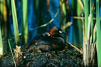 Little grebe at nest with young {Tachybaptus ruficollis} River Avon, Hants, UK