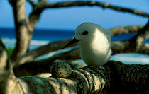 White / Fairy tern with egg on tree branch. Herson Island Pacific Ocean