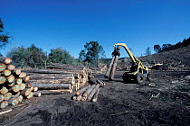 Sustainable timber industry clearance of coniferous forest trees. Cape Province, S Africa