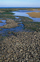 Common mussel beds at low tide {Mytilus edulis} Norfolk