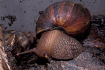 Giant african snail {Achatina marginata} captive