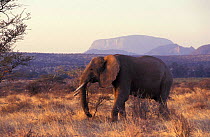 African elephant in savanna {Loxodonta africana} Samburu NR Tanzania