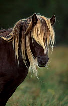 Rum pony head portrait {Equus caballus} Isle of Rum Scotland UK