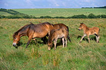 Exmoor ponies with foals {Equus caballus} Exmoor NP Devon England UK