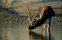 Young male Blackbuck drinking {Antilope cervicapra} Thar Desert W Rajasthan India