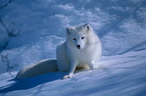 Arctic fox winter white coat in snow {Vulpes lagopus} captive Finnmark Norway Europe