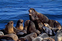 Northern fur seal male with females {Callorhinus ursinus} St Paul Island Pribilofs Alaska