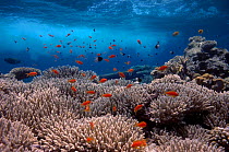 Coral reef scenery shallow reef with wave and {Anthias} fish Red Sea Egypt BLUE_PLANET