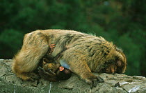 Barbary ape asleep on wall with baby {Macaca sylvanus} Gibraltar