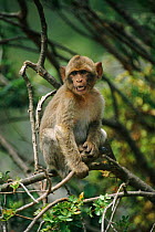 Barbary ape juvenile {Macaca sylvanus} Gibraltar