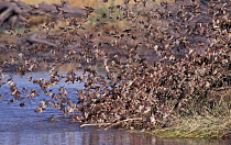 Flock of Red billed quelea above waterhole {Quelea quelea} Savuti, Chobe NP Botswana
