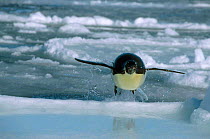 Emperor penguin leaps out of sea onto ice {Aptenodytes forsteri} Antarctica 2004